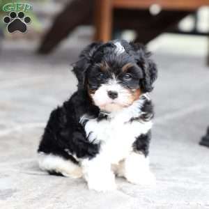 Slade, Cavapoo Puppy